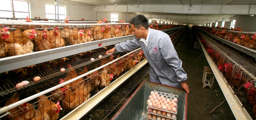 打造品牌優勢，推動特色農產品上行 農產品生產端的戰略思維